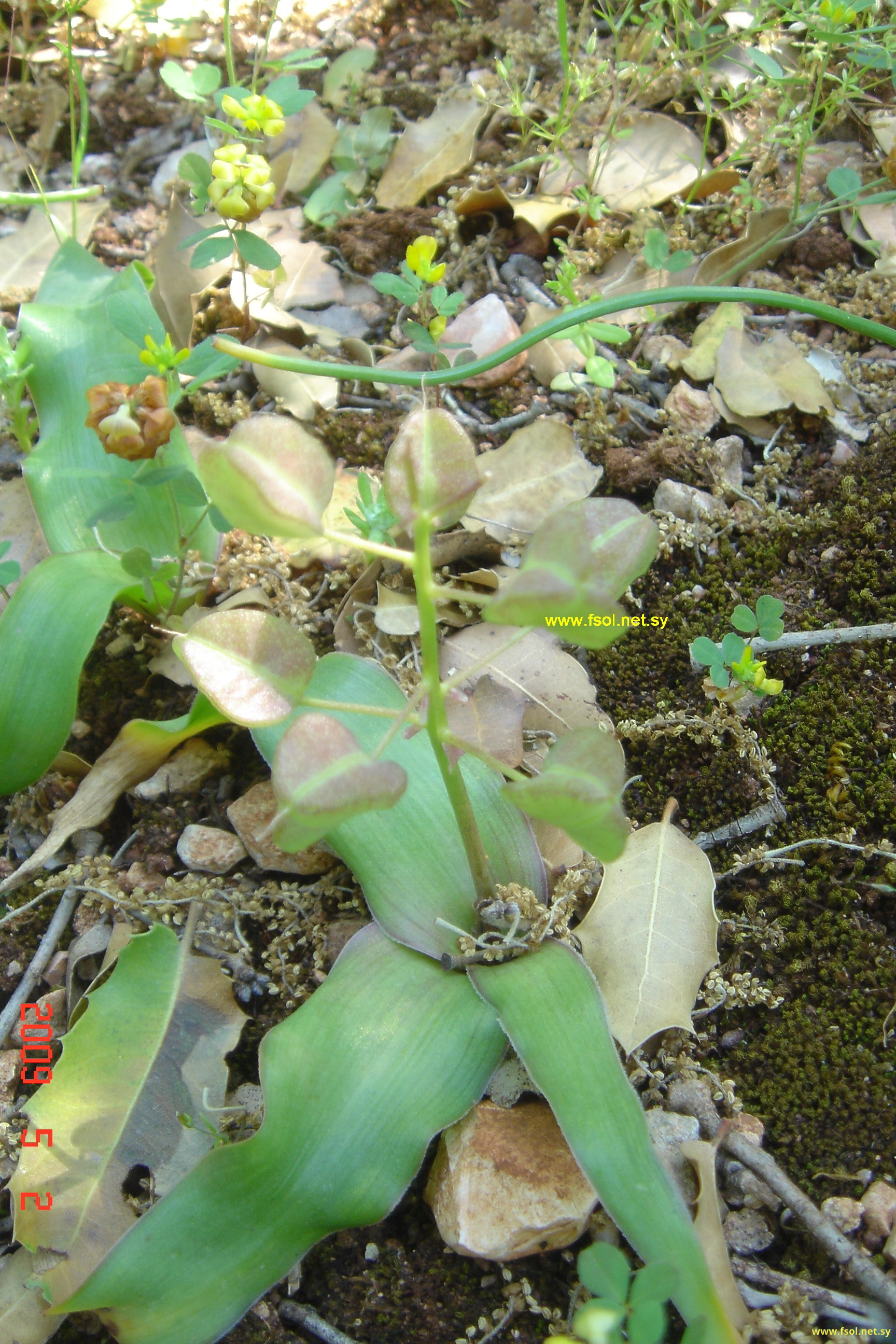 Bellevalia flexuosa Boiss.
